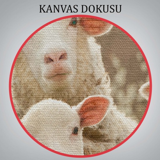 Koyun Kuzu Dekoratif Kanvas Tablo 1119 Koyun Kuzu Dekoratif Kanvas Tablo 1119